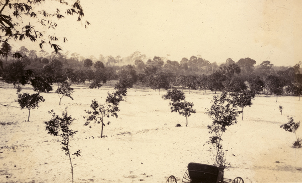 Koreshan Unity grove in Estero, Florida.