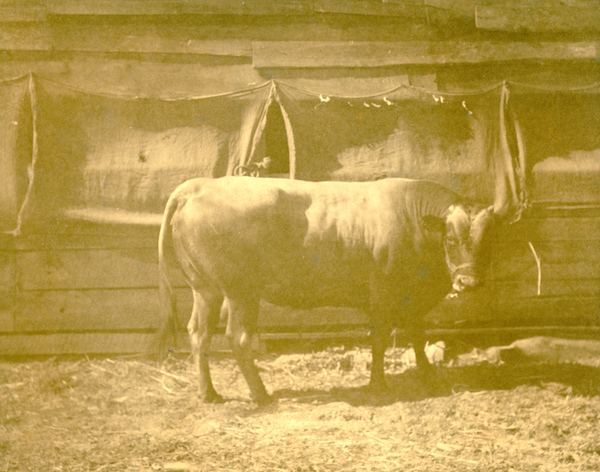 Bull in Estero, Florida.