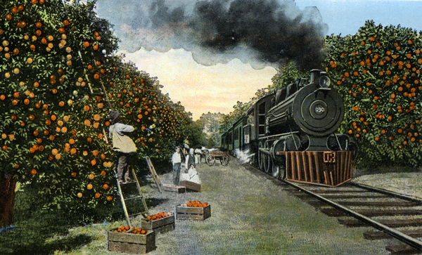 Souvenir viewbook showing a train traveling through the orange groves in Florida.