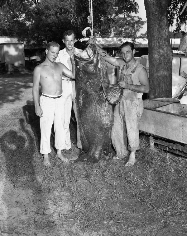 Skin divers showing off a 7-foot, 500 pound Atlantic goliath grouper speared 10 miles off Rock Island.