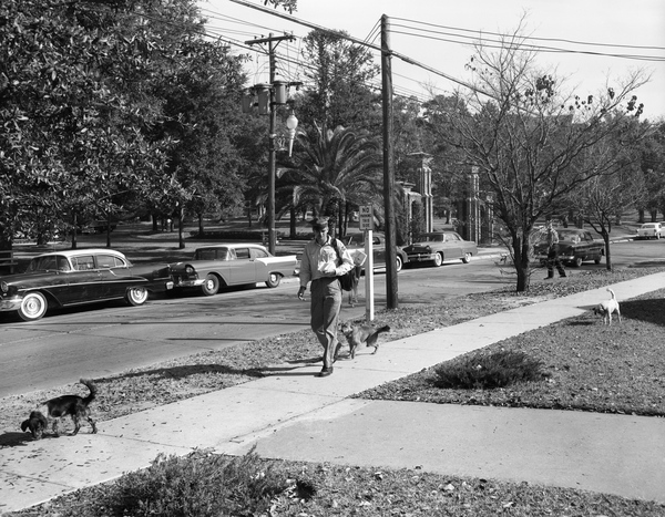 Mail carrier Charley Harris being followed by dogs on Jefferson St. in Tallahassee, Florida.