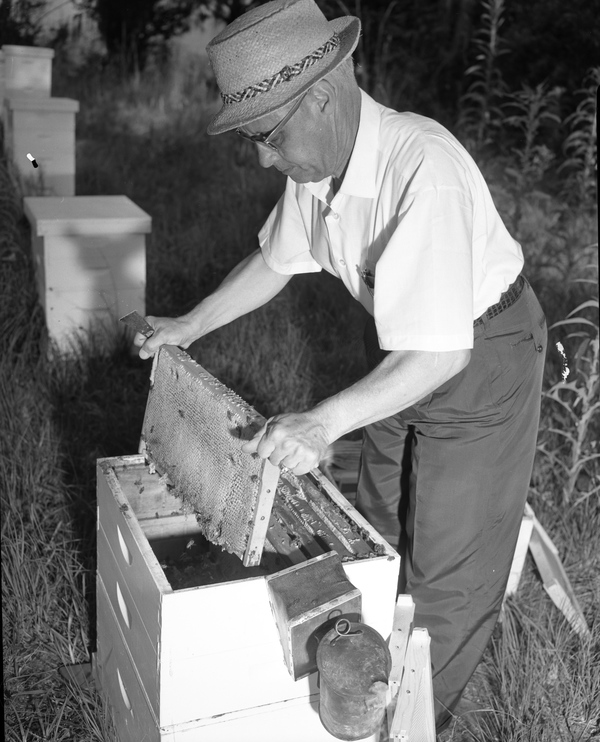 Amateur beekeeper Lester Moon in Tallahassee.