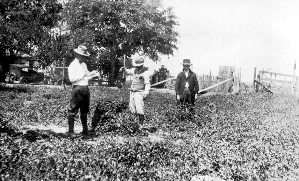 Men checking crop of Austrian peas.