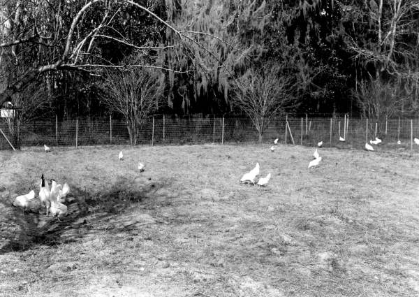 Chickens