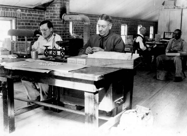 Men examining peanut crop