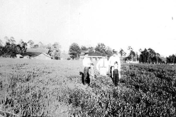 Three men and two children standing in a field of austrian peas - Campbellton, Florida