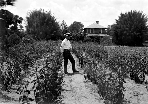 Man standing in corn field
