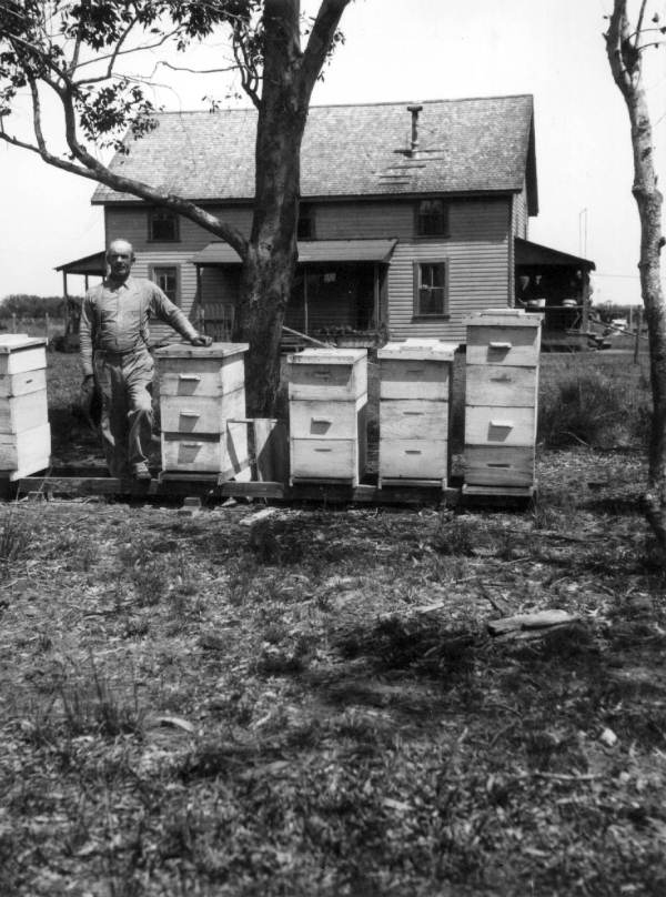 Beehives at Cook's Apiary - LaBelle, Florida