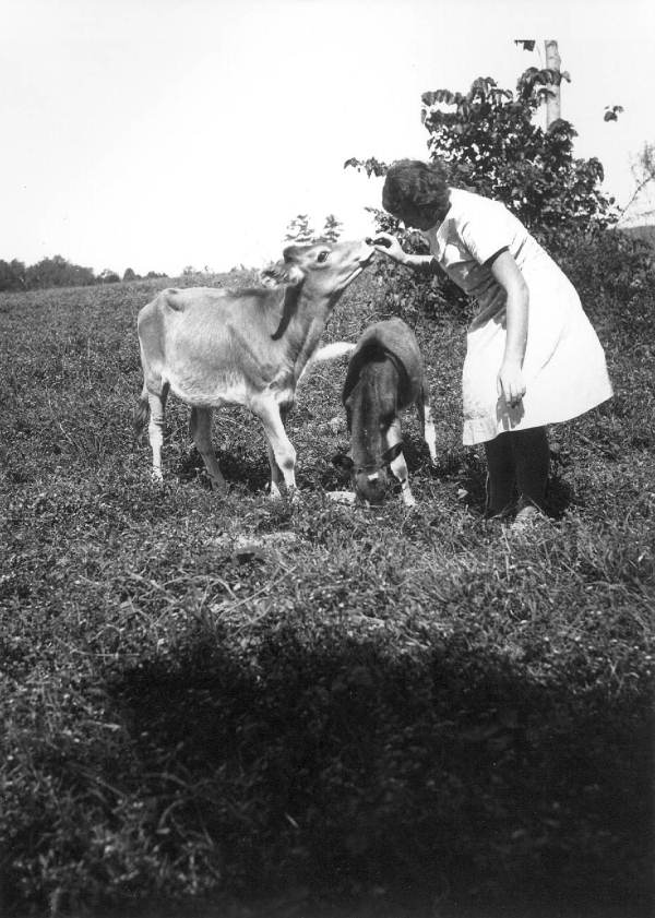 Feeding a cow and her calf