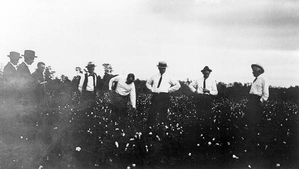 Men standing in a cotton field