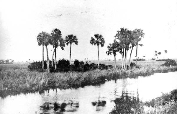 Palms along the Tamiami Canal?