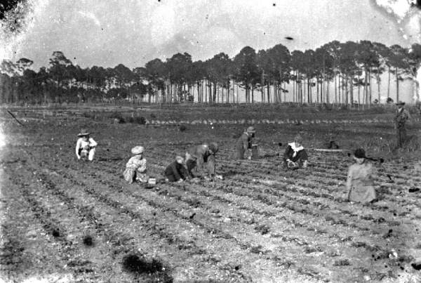 Picking strawberries at the farm - Eastpoint, Florida.