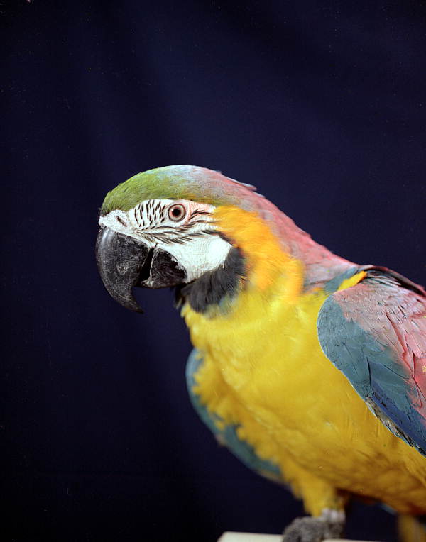 Quickdraw the macaw in a pet shop - Key West, Florida