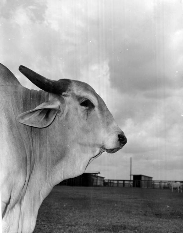 Close-up view of a Brahma cattle on the Henry O. Partin & sons ranch near Kissimmee, Florida.