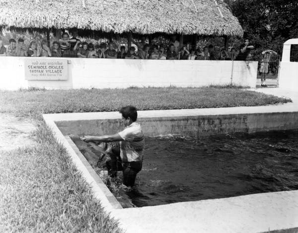 Alligator wrestling at the Seminole Okalee Indian Village on the Dania Indian Reservation.