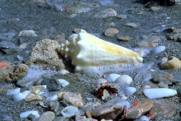 Conch shell on the beach at Captiva Island, Florida.