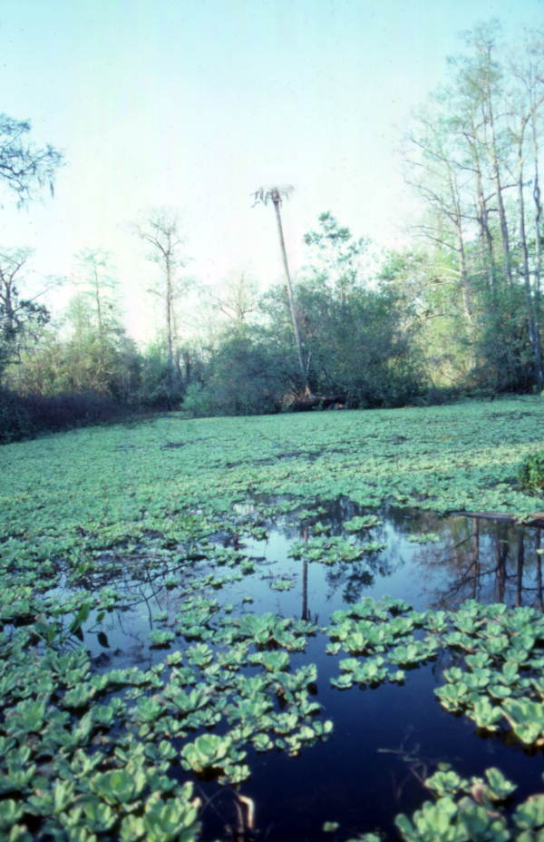 View of a lettuce pond at the Corkscrew Swamp Sanctuary in Collier County, Florida.