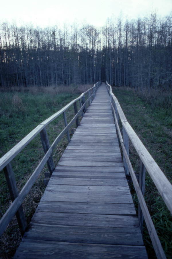 View of a wooden footbridge at the Corkscrew Swamp Sanctuary in Collier County, Florida.