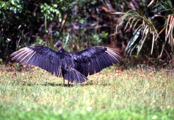 Vulture in the Everglades National Park.