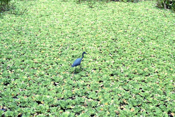 Limpkin walking on water lettuce in the Everglades.