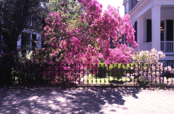 Flowering trees next to an iron fence in Tallahassee.