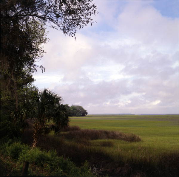 View of marsh.