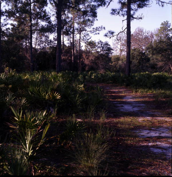 Scenic view with trail in Polk County, Florida.