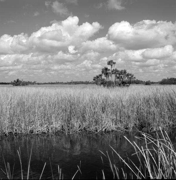 Scenic view of wet prairie land at Shark Valley - Everglades National Park, Florida.