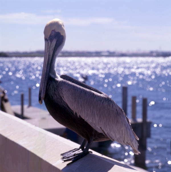 Pelican.
