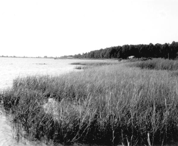 Panacea marshland