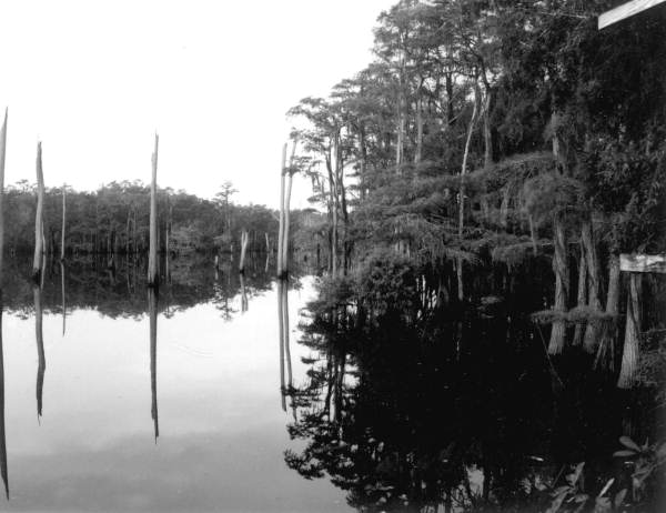 Waterway at Dead Lakes - Dead Lakes, Florida .
