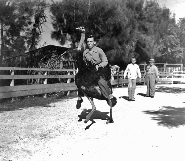 James Davis riding ostrich "Bronco" bareback at Casper's Ostrich & Alligator Farm - Saint Augustine, Florida