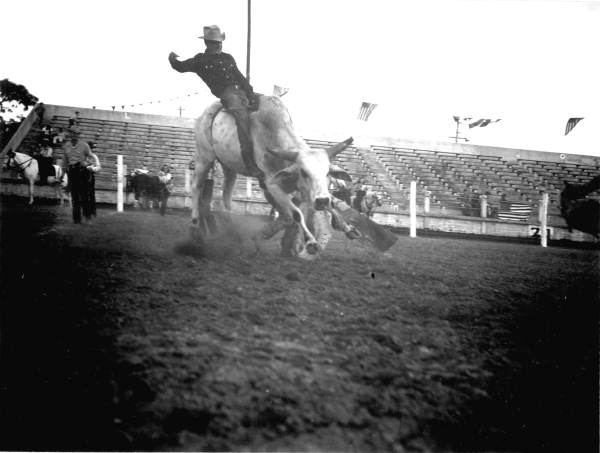 Pete Clemons attempts to ride a Brahman bull - Lakeland, Florida