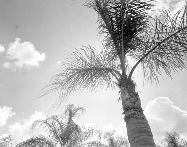 Palm trees - Orlando, Florida .