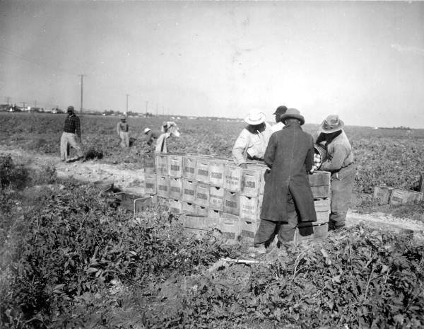 Tomato harvesting - Perrine, Florida