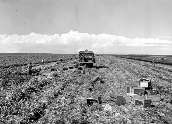 Laborers harvesting celery - Belle Glade, Florida.