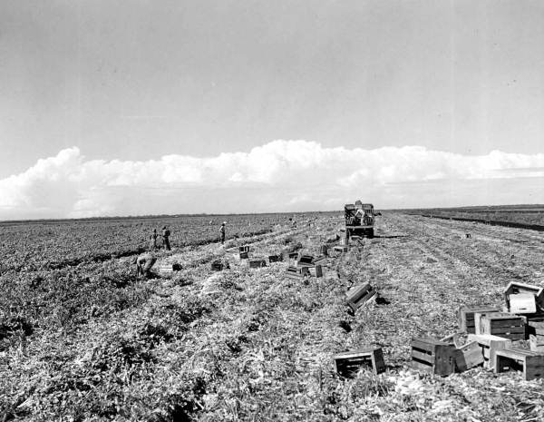 Laborers harvesting celery - Belle Glade, Florida.
