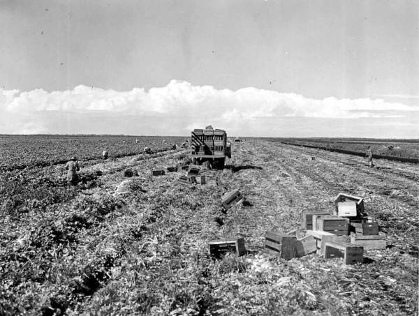 Cutting and loading celery into field crates - Belle Glade, Florida.