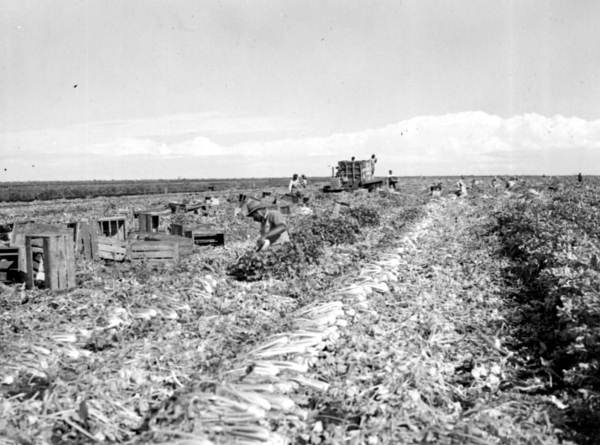 Harvesting celery - Belle Glade, Florida.