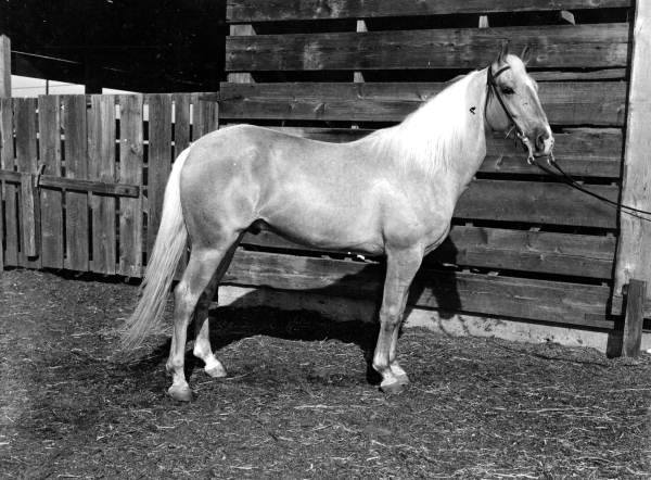 Muggins, fine young Palomino stallion by Emperor Maxmillan - Ocala, Florida