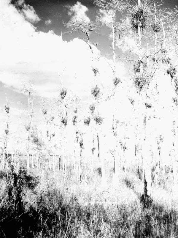 Groups of trees - Everglades, Florida