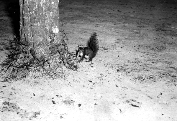 Squirrel