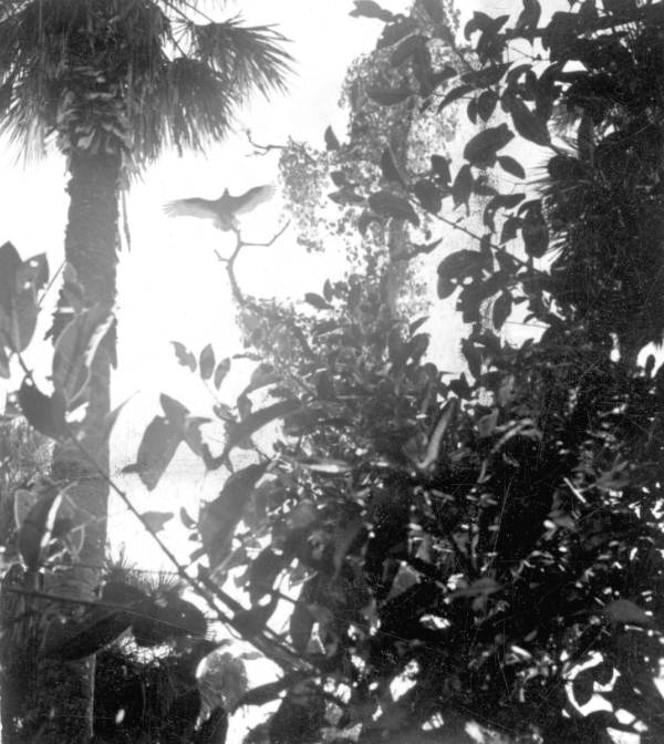 A bird soars over the trees