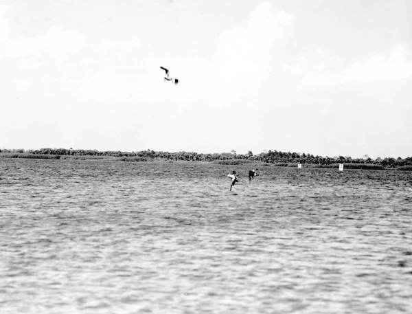 Pelicans snag fish out of water near Tampa