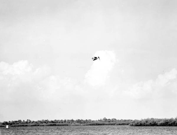 Pelicans fishing over water near Tampa