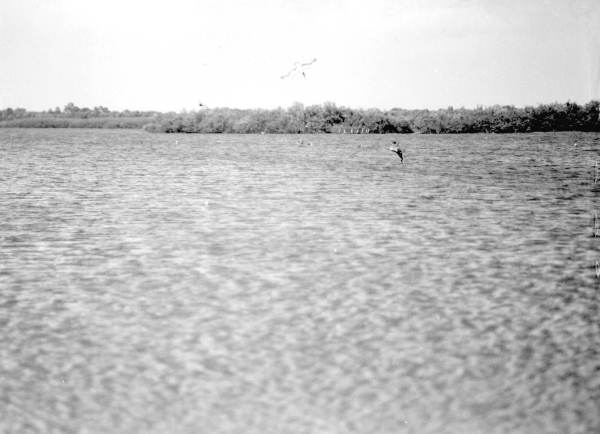 Pelicans fishing over water near Tampa