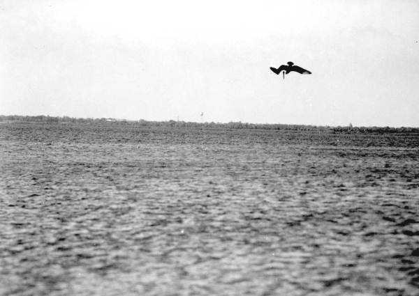 Pelican fishing over water near Tampa