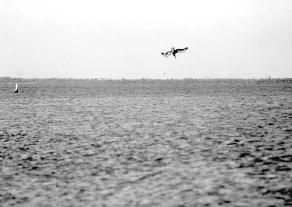 Pelican fishing over water near Tampa