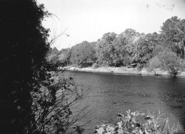 View of the Suwannee River .