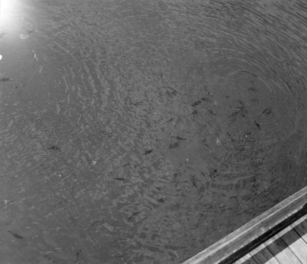 Fishes viewed from the tower - Citrus County, Florida
